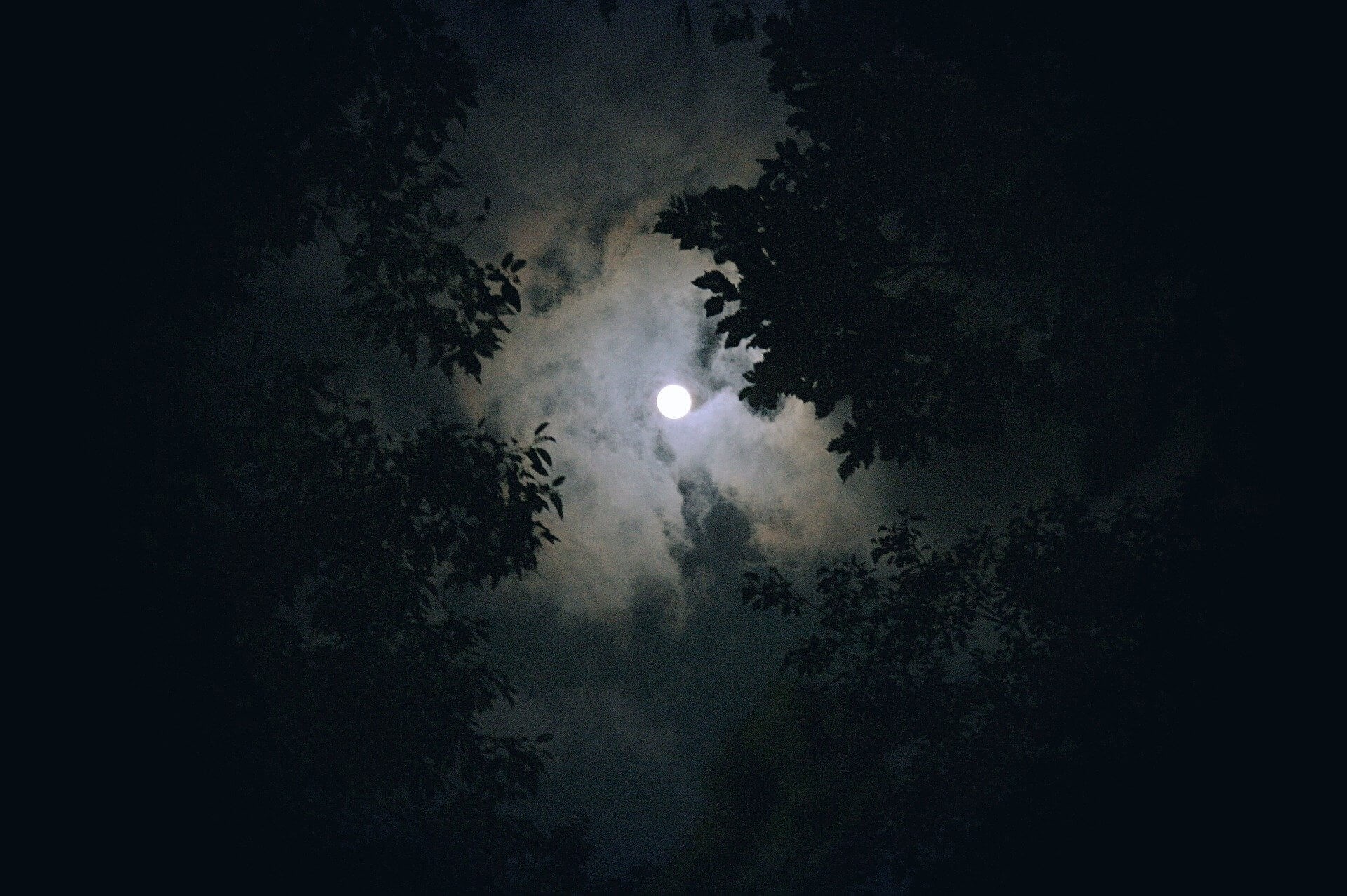 Mond mit Bäumen